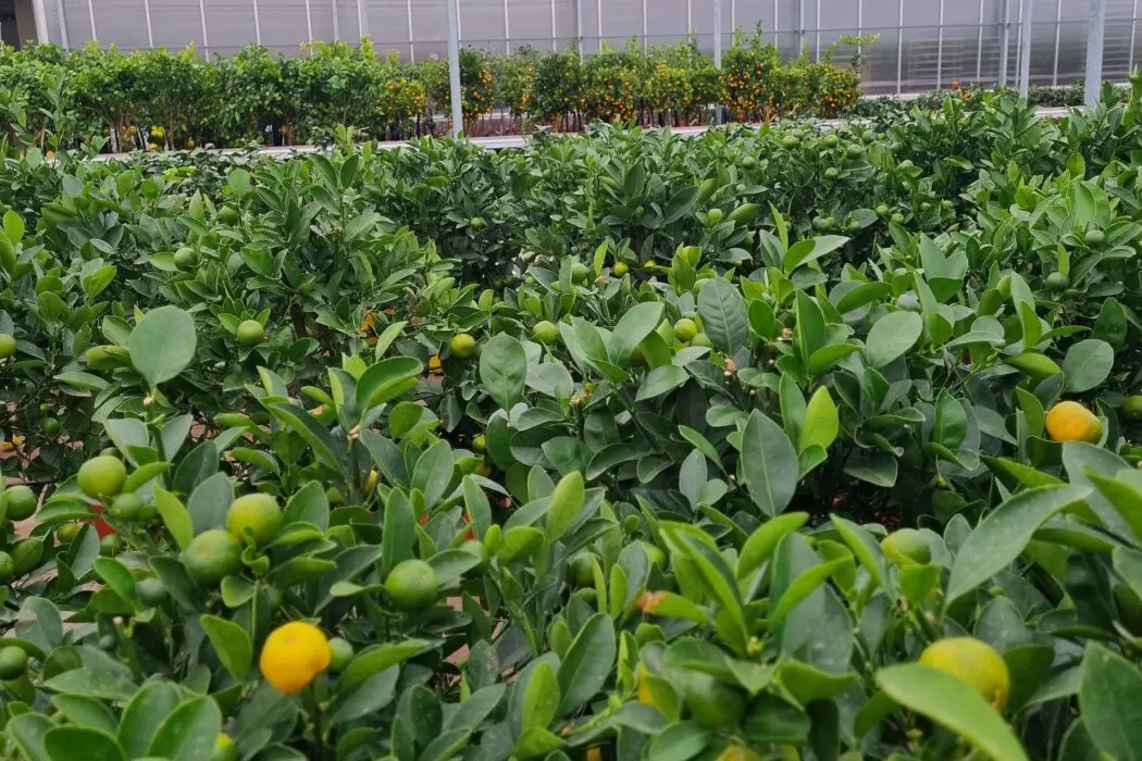 Voor elke klant hebben we wel een plant 4 Voor elke klant hebben we wel een plant