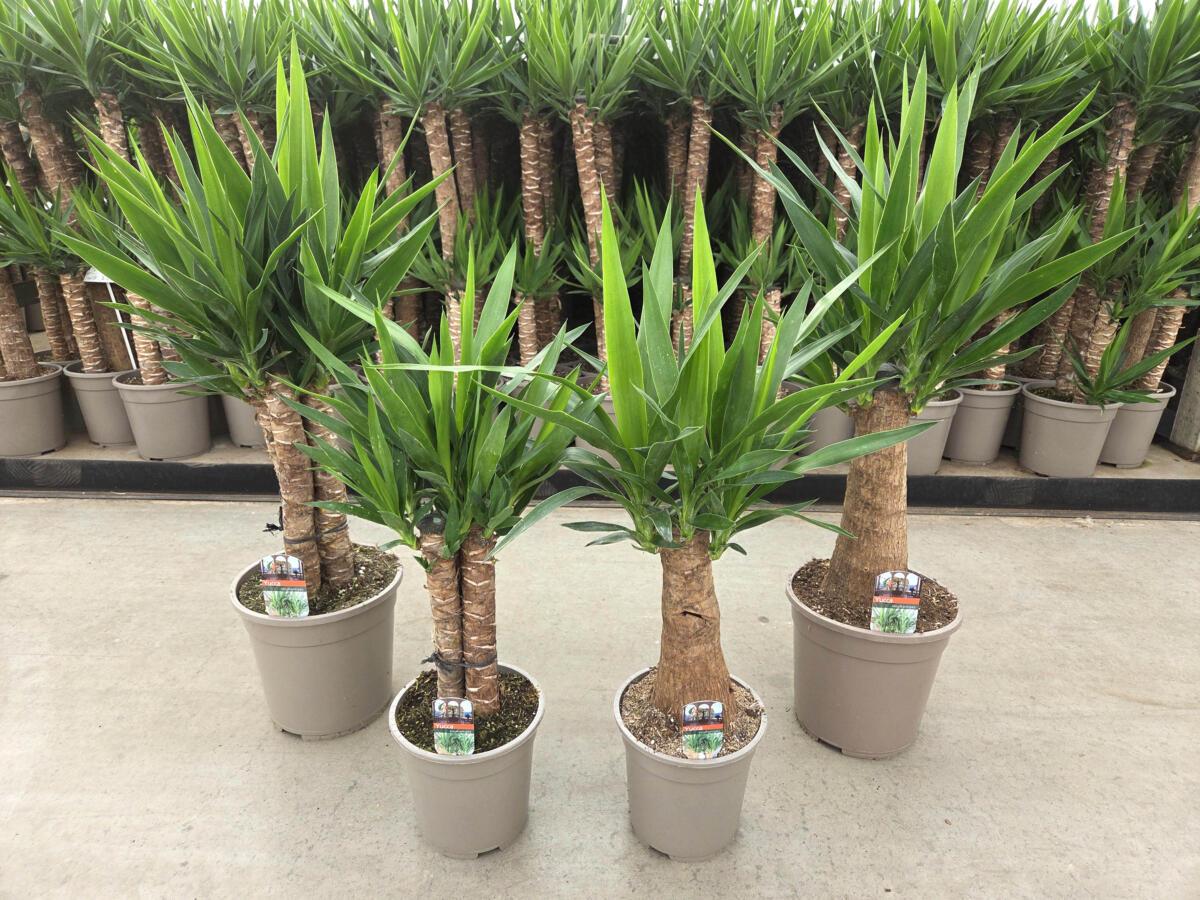Yucca mix