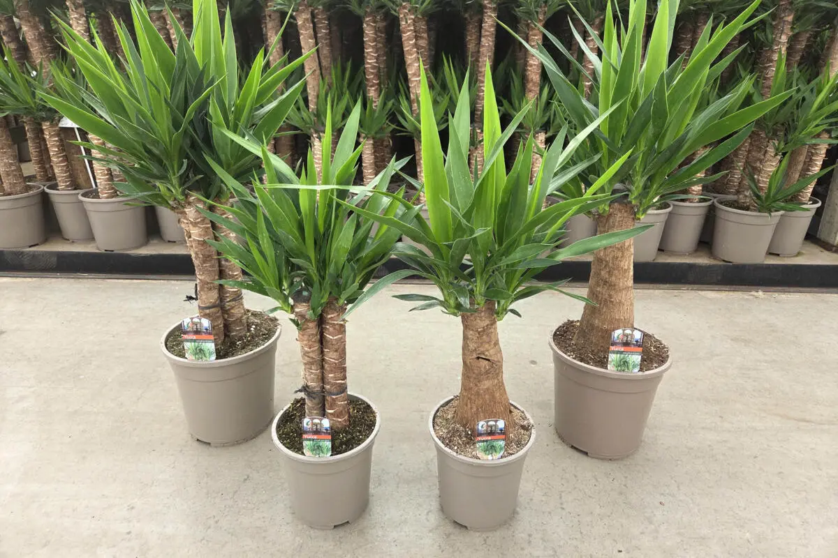 Yucca mix Nieuwe Yucca-maten in ons assortiment